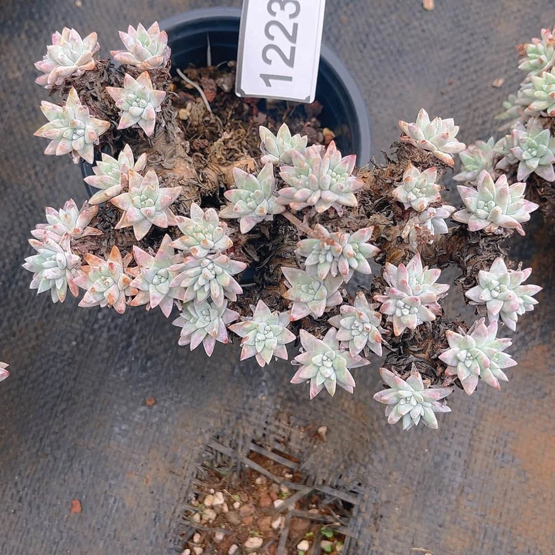 瑕疵特价不售后1223