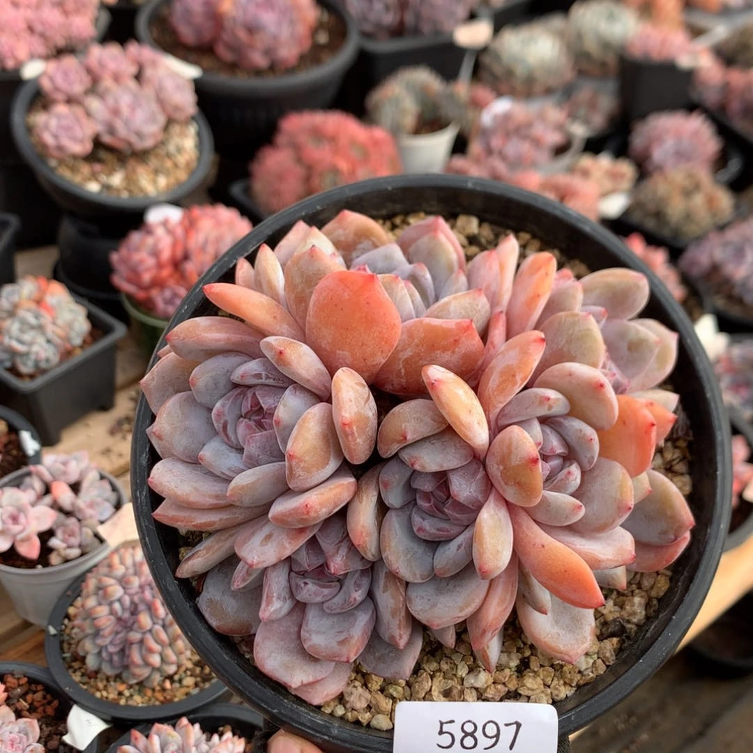 13.4厘米七头石榴籽  星影无砍 5897