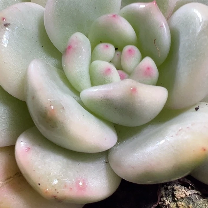 胖成锦多肉植物多肉植物