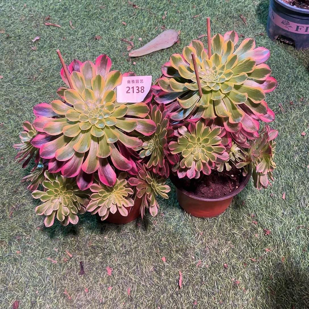 多肉法师朝霞2138不包售后