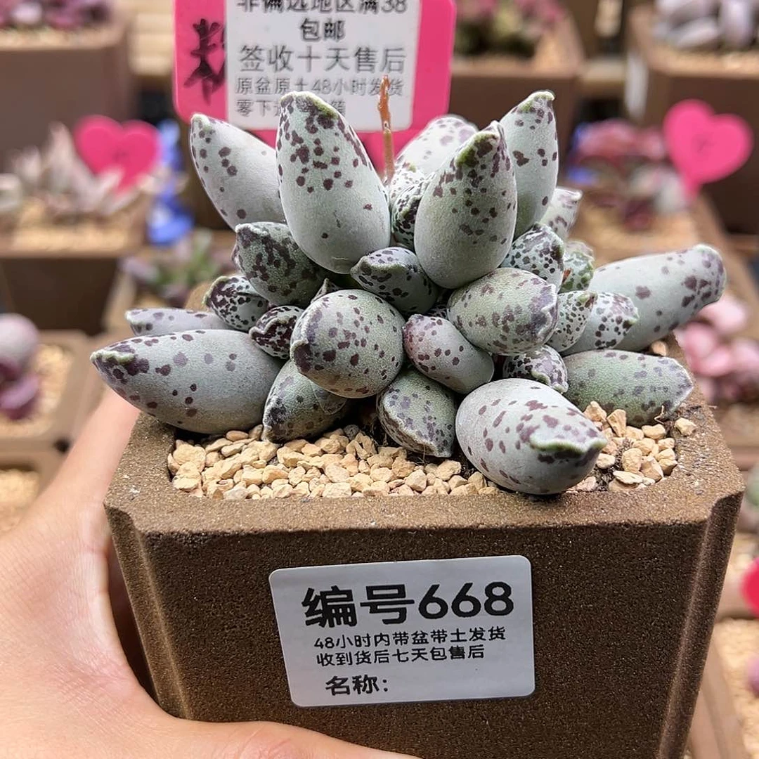 L****~668白肌海豹多肉植物