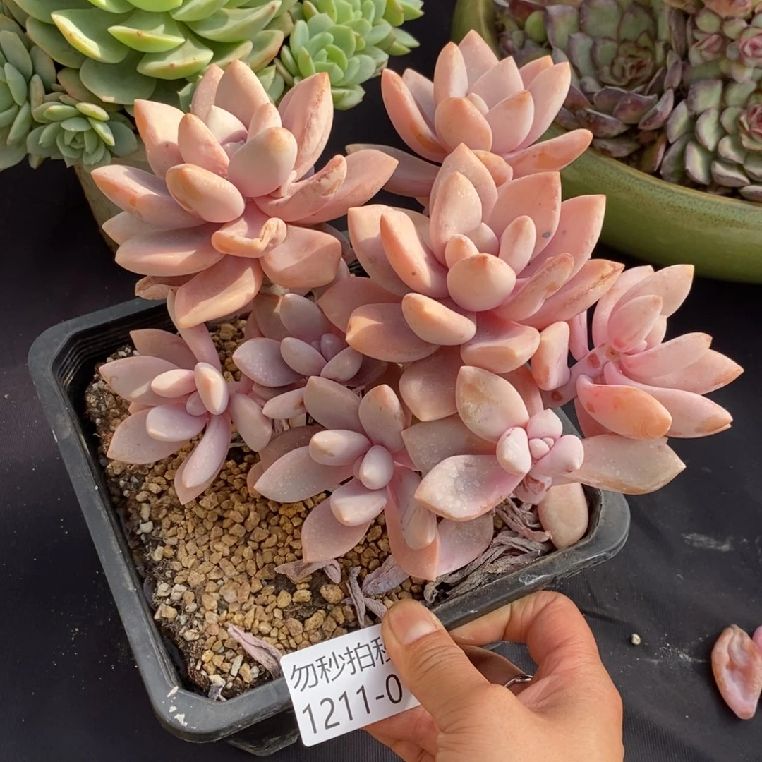 两单包邮1211-18桃霜