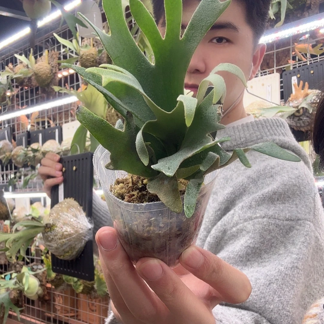 开***克无花朵nano孢子苗