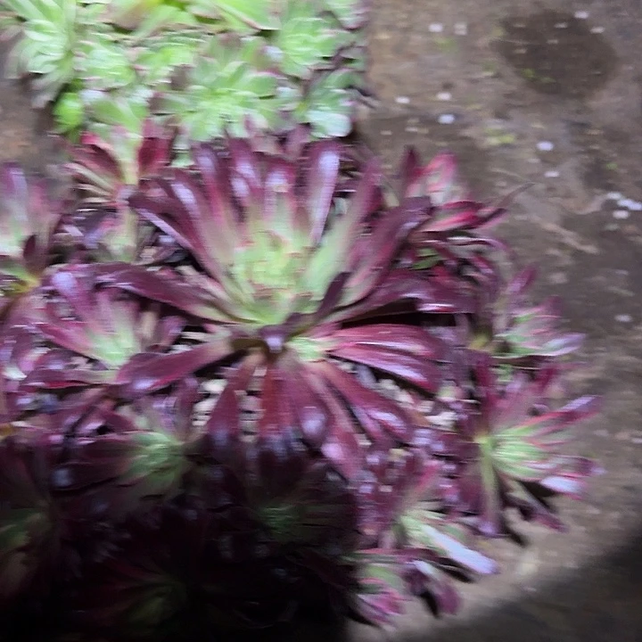 组合26亏本福利多肉