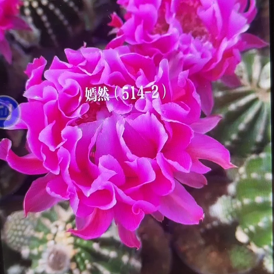 带根514-2彩侧牙20包邮仙人球25