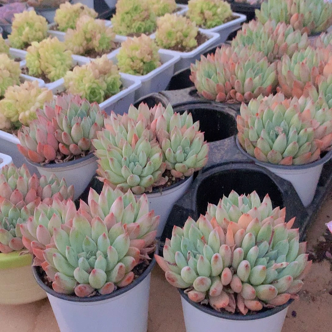 哥特6467676777777777