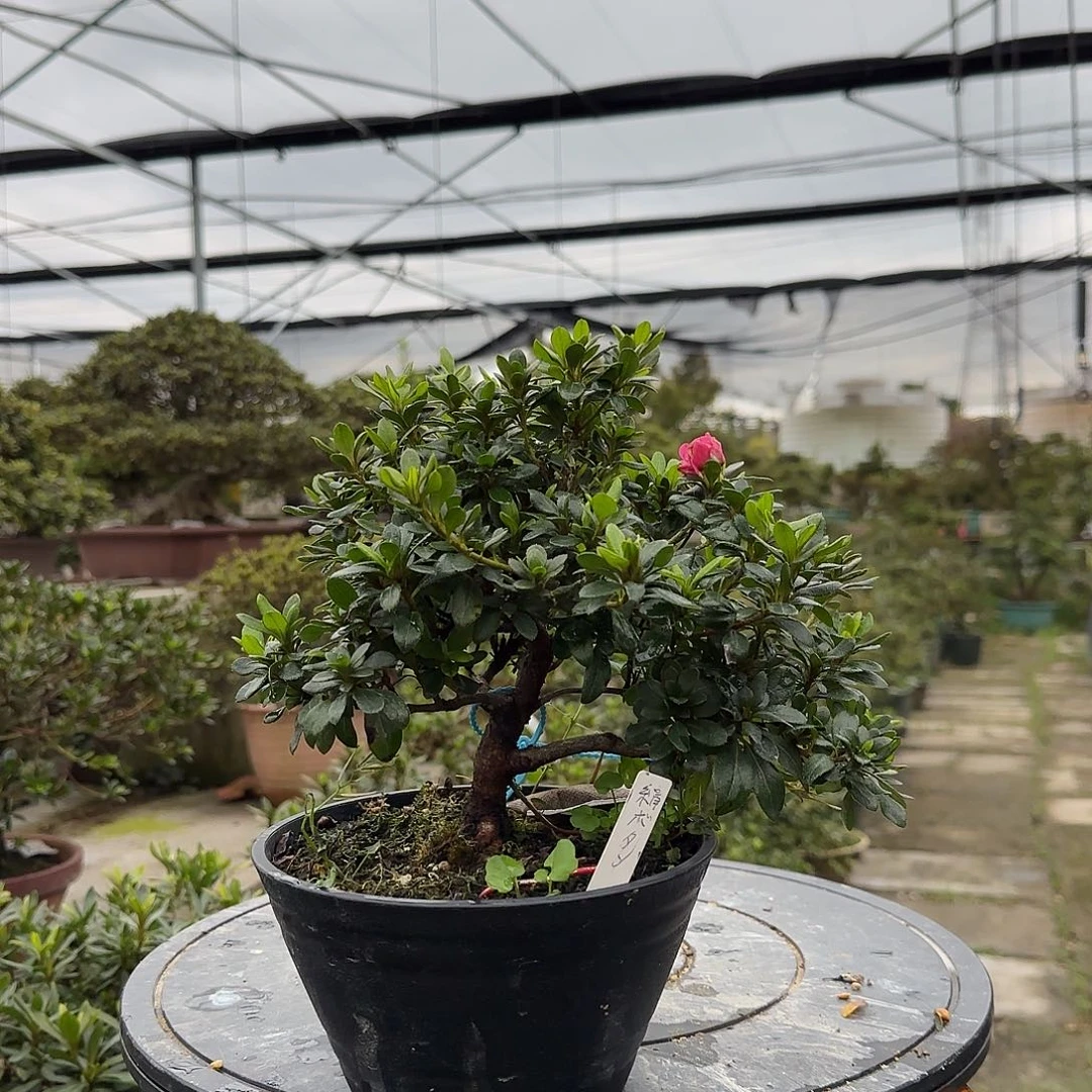 无花朵娟之舞有花朵