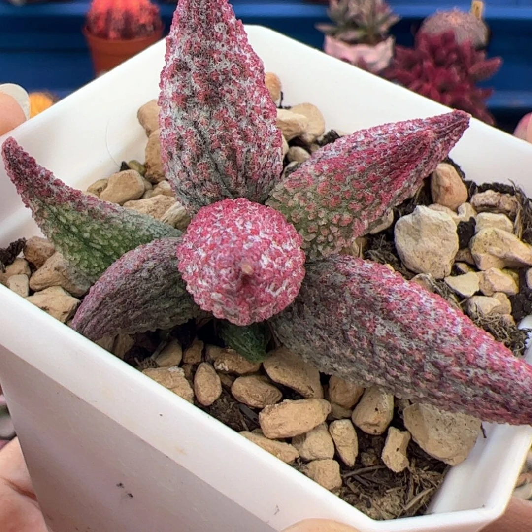 雾****纯红哈默杂。