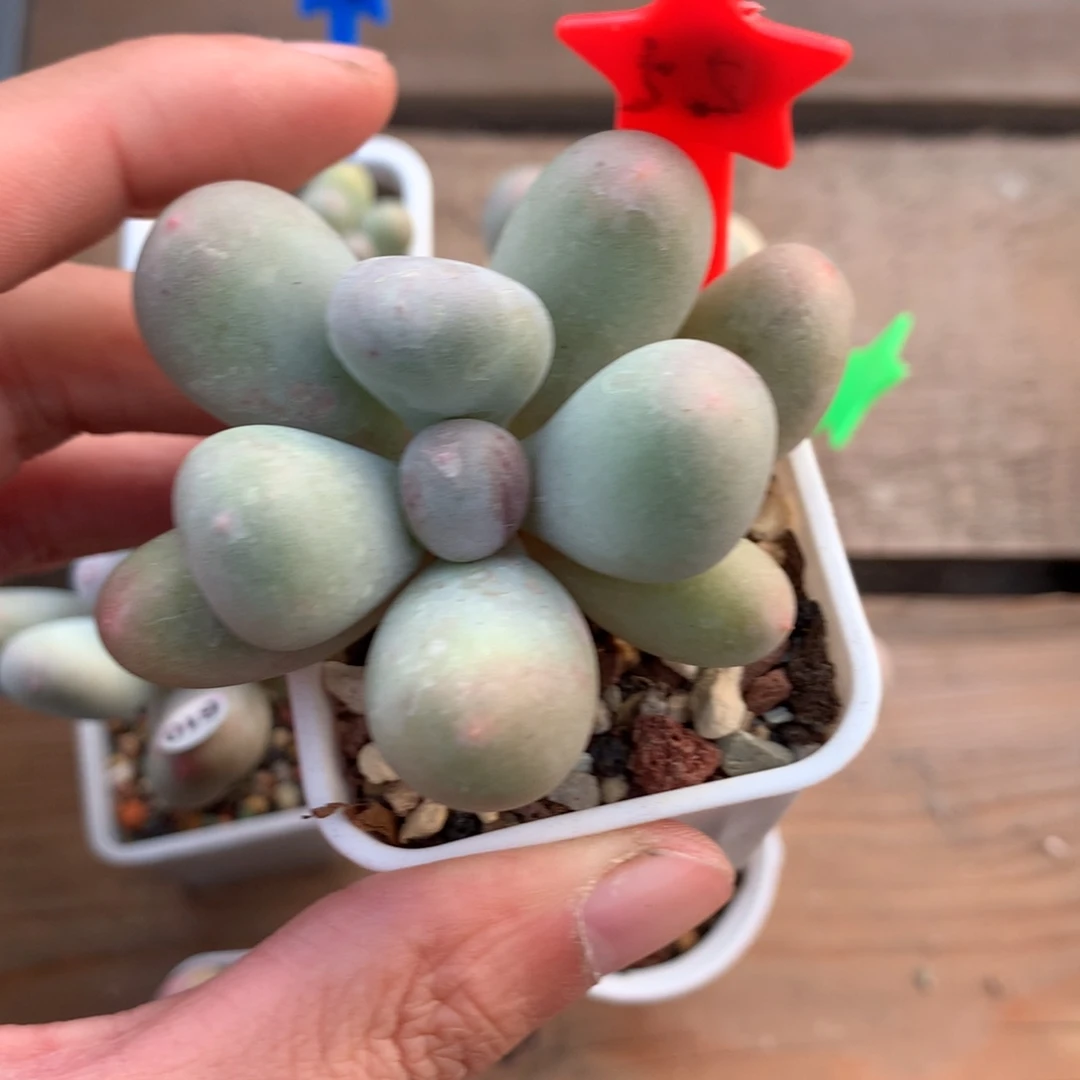 韩国砍头黄米可奶酪