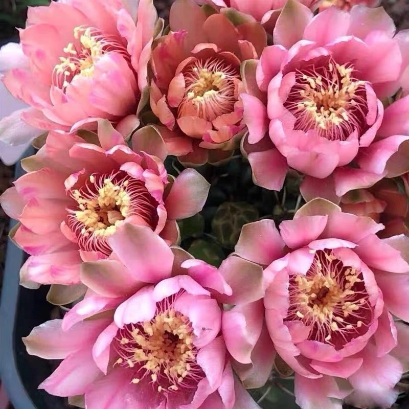 仙人球 直播福利【满18包邮】