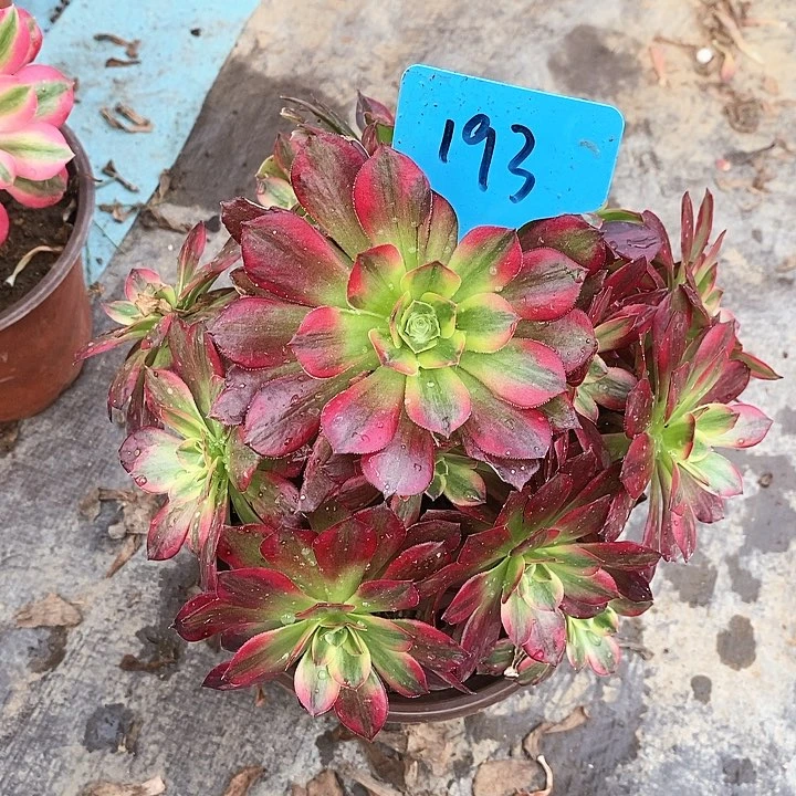 193 一颗安娜法师多肉