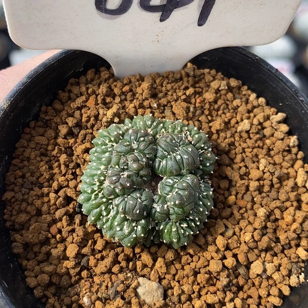 041缀化兜系列产品