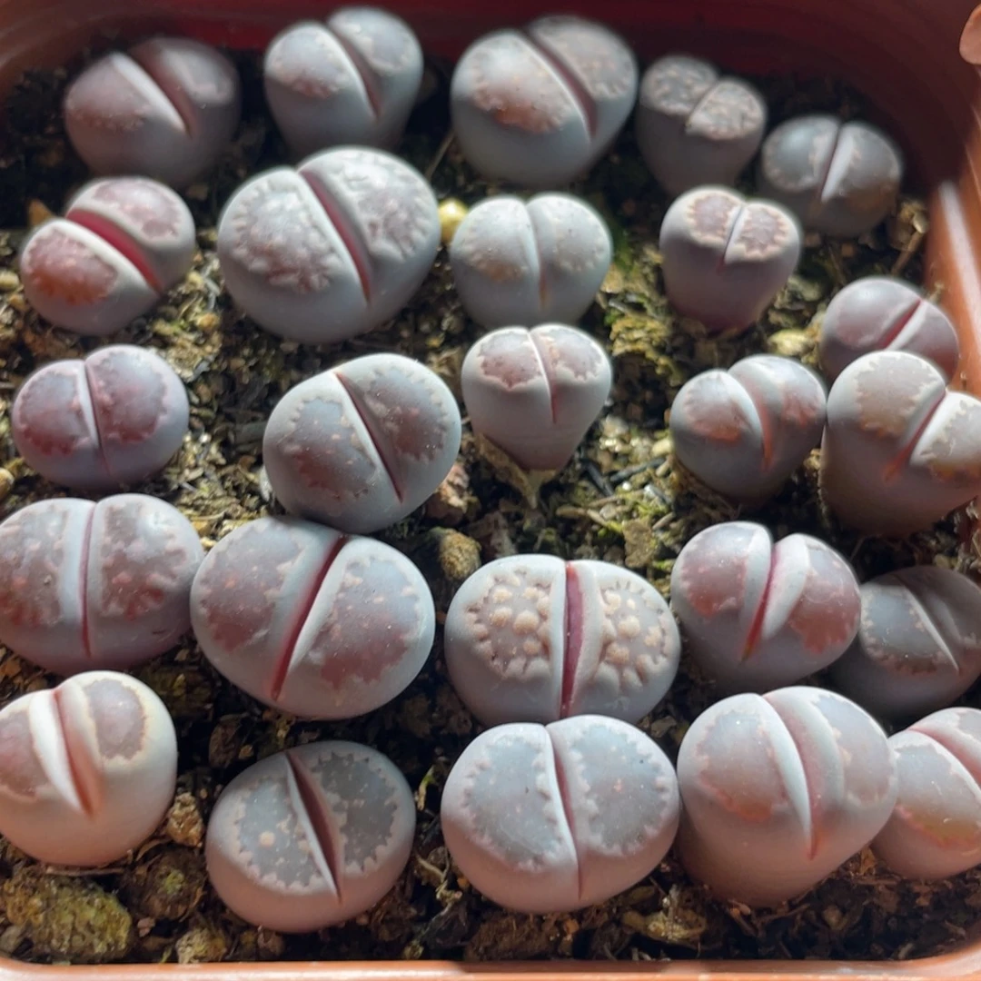 大盆特价一物一拍～17