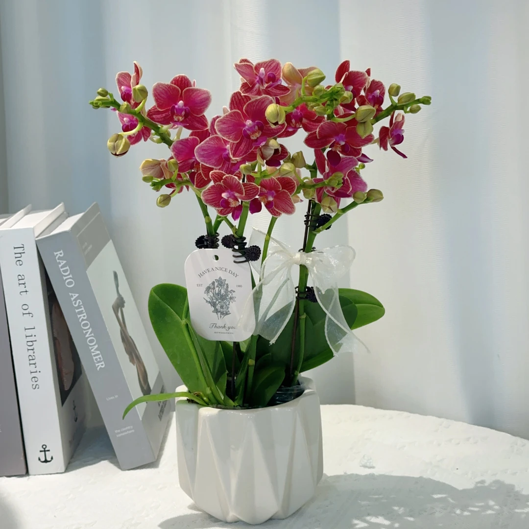 家成精品【金边玲珑】带花剑组盆种植基地发货2-4