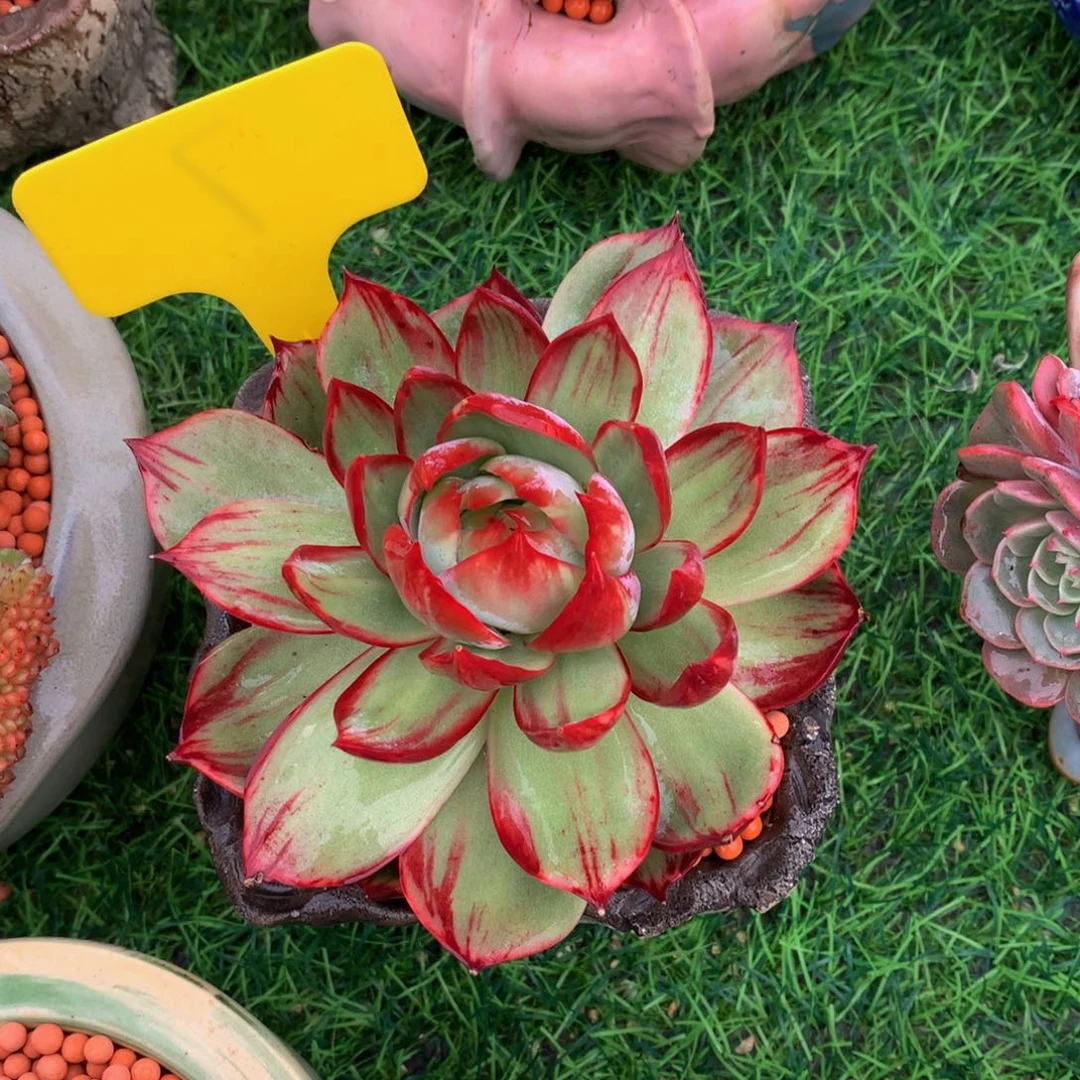 C***s多肉植物63737377373