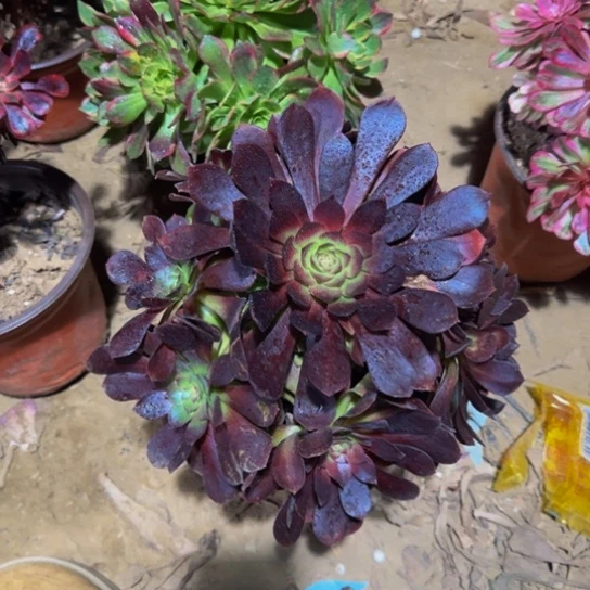 黑美人带主头9.9多肉植物