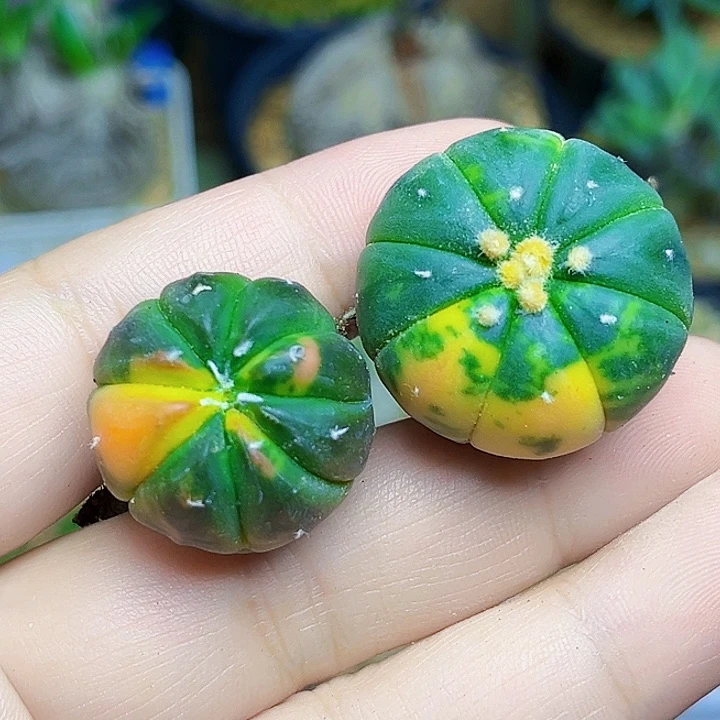 南瓜疣兜锦+兜锦