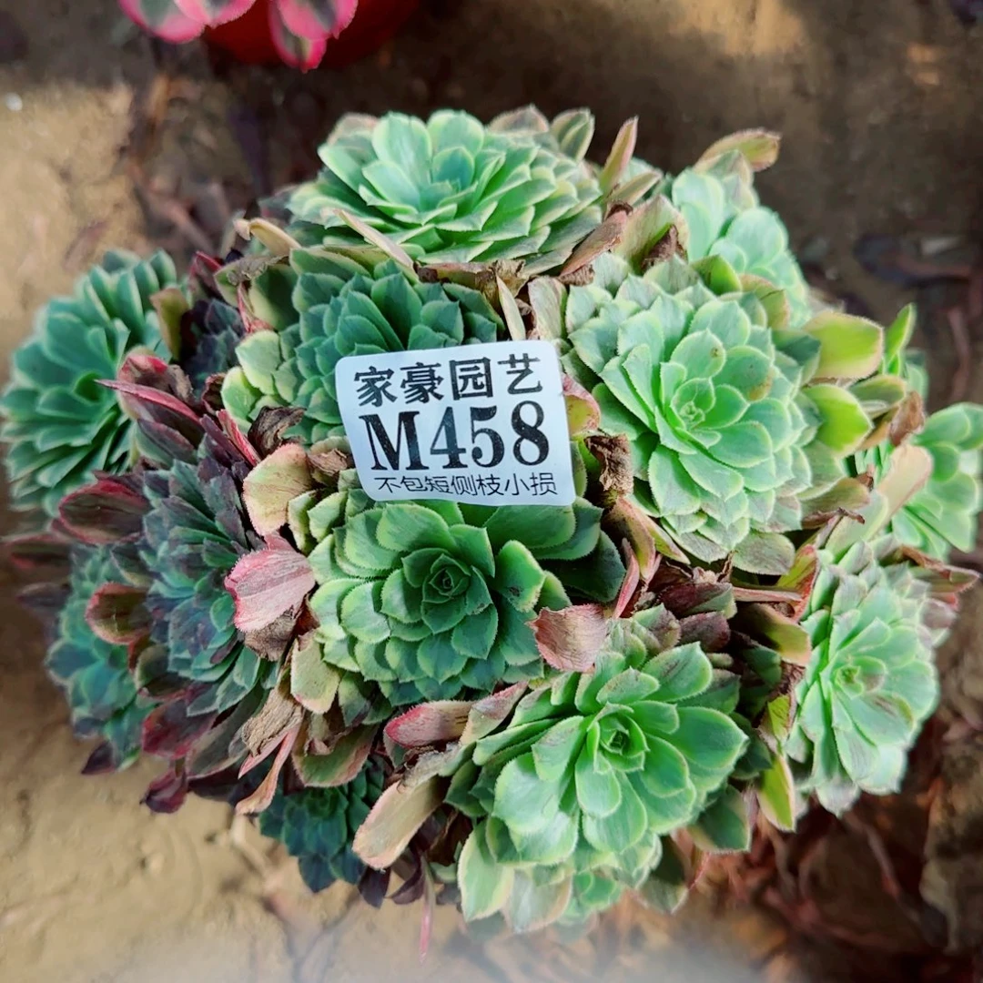 莫兰迪法师458冠幅20