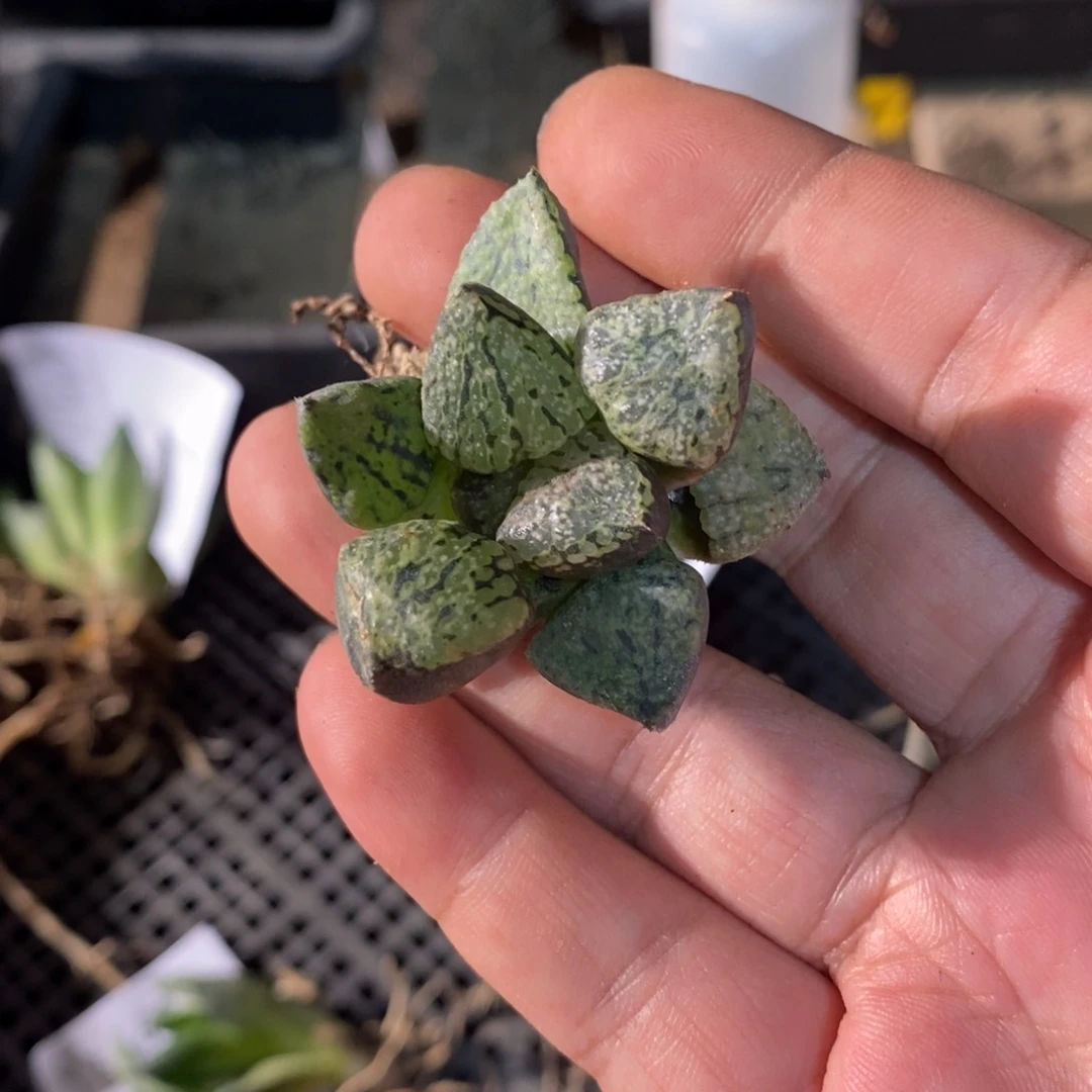 影*31134 一颗福利。