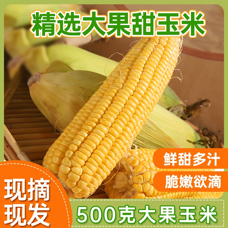新鲜黄金水果玉米鲜甜6号爆汁500克大果嫩脆甜现摘可生吃榨汁蒸煮