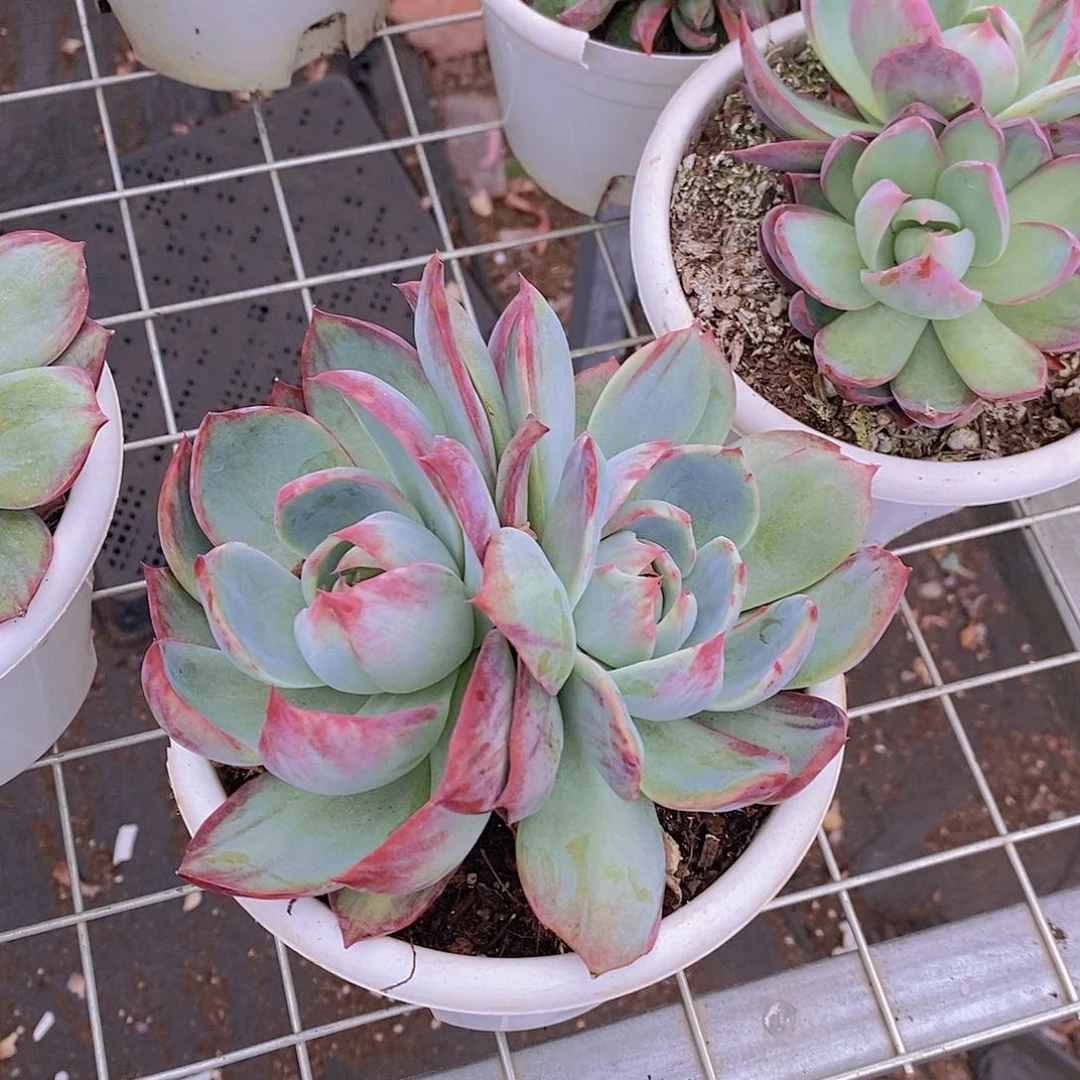 惊鸿仙子 双大头起发精控精养