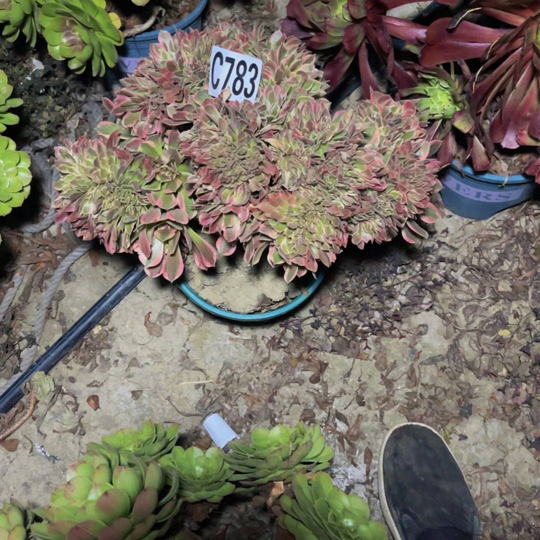 女神法师14///////42包邮