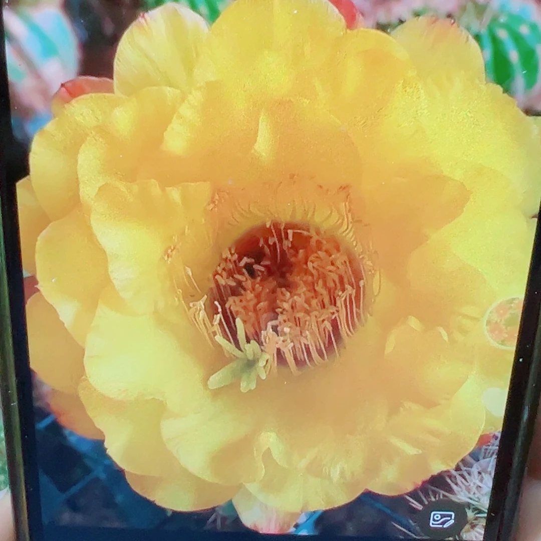 毛花柱 黄金酒杯 侧芽 满20包邮