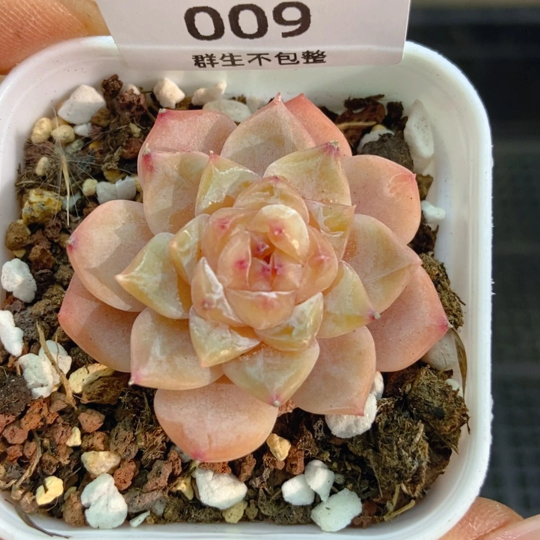 一物一拍9.9包邮009糖心
