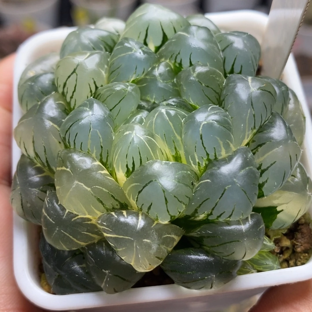 173湖水玉露锦一物一拍
