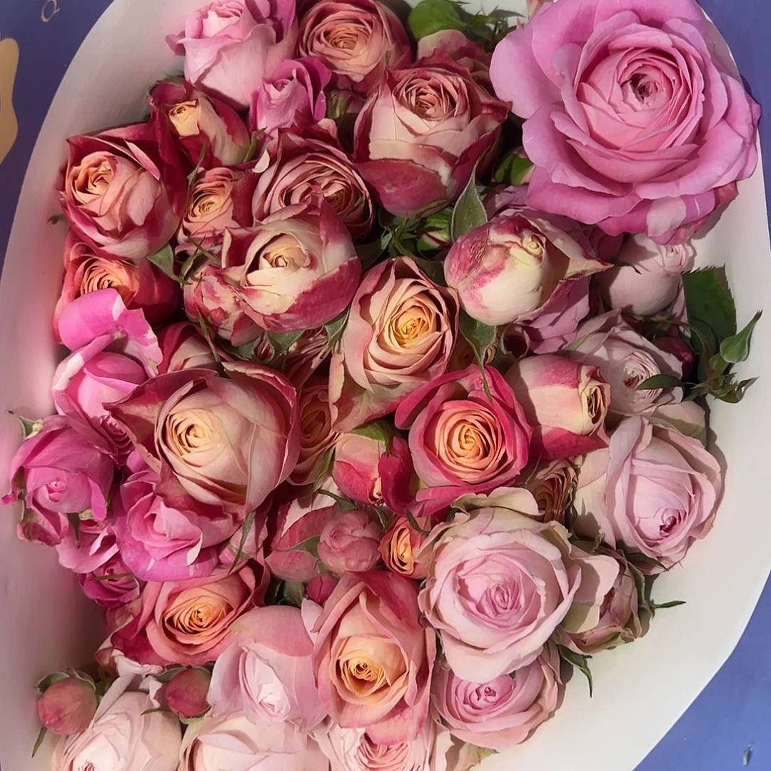 俏夕阳 混多 10支装 拍满三单包邮