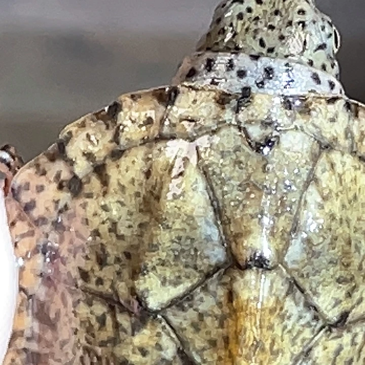 宠物龟不分公母T19微微瑕红领巾满纹黑刀