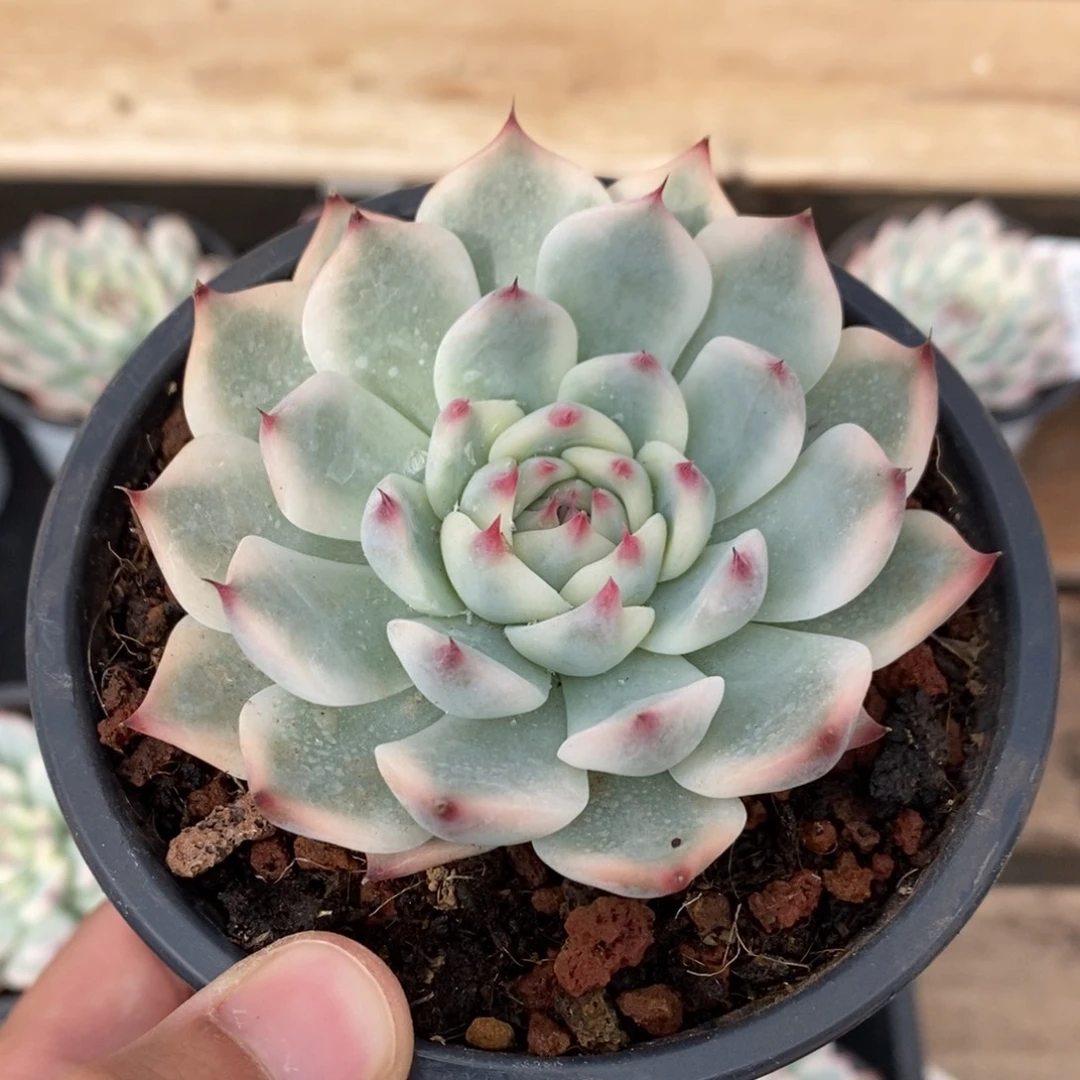 吉娃娃锦多肉植物8729