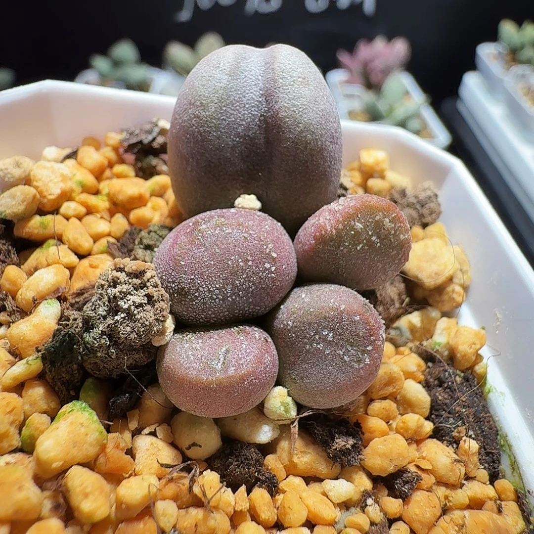 特价水泡，不参加活动