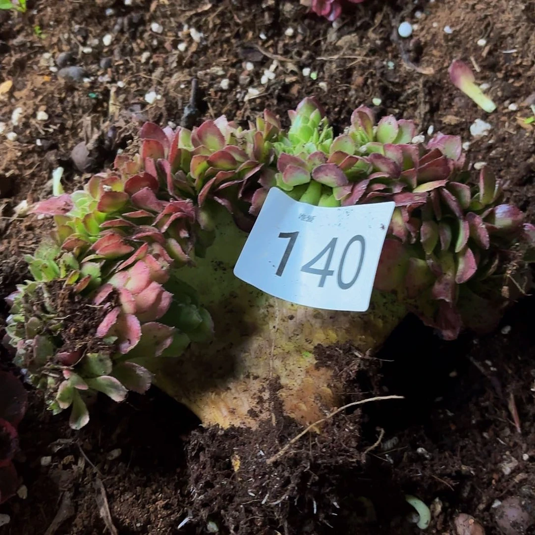 多肉植物福利140