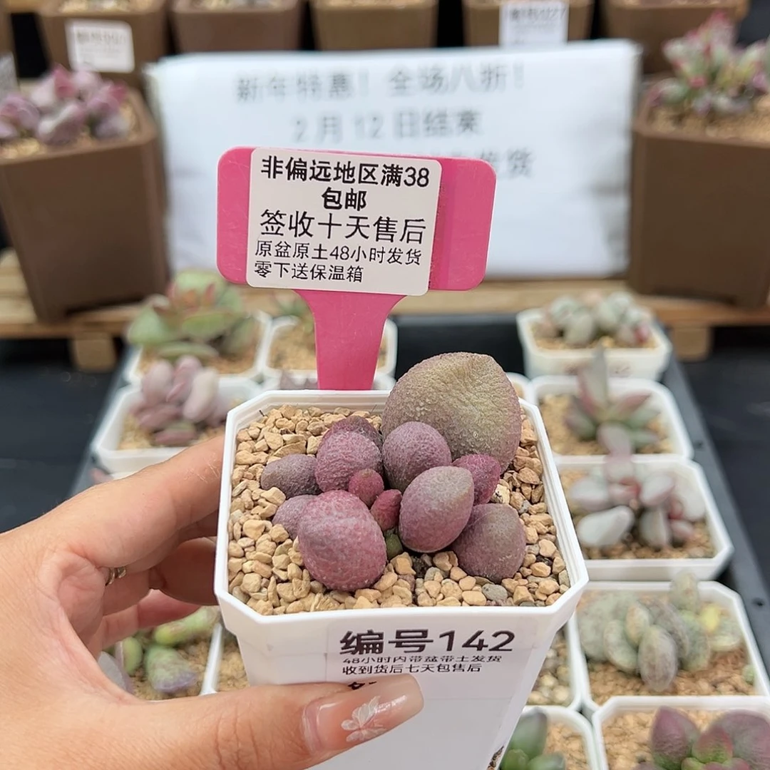 142腹部多肉植物