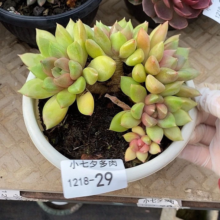 w***梅小七夕多肉象牙29