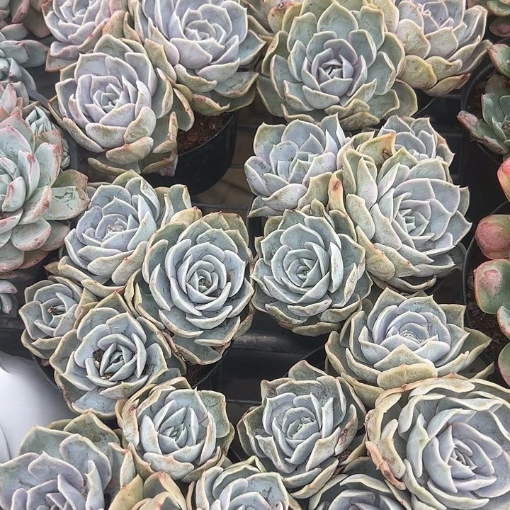 蓝色惊喜多肉植物