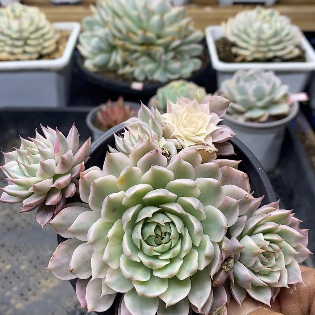 15130 玛格丽特锦自然群 需延时发货