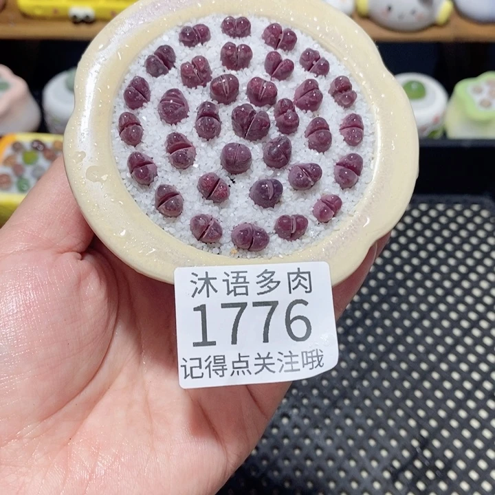 带盆土植物 一物一拍 1776