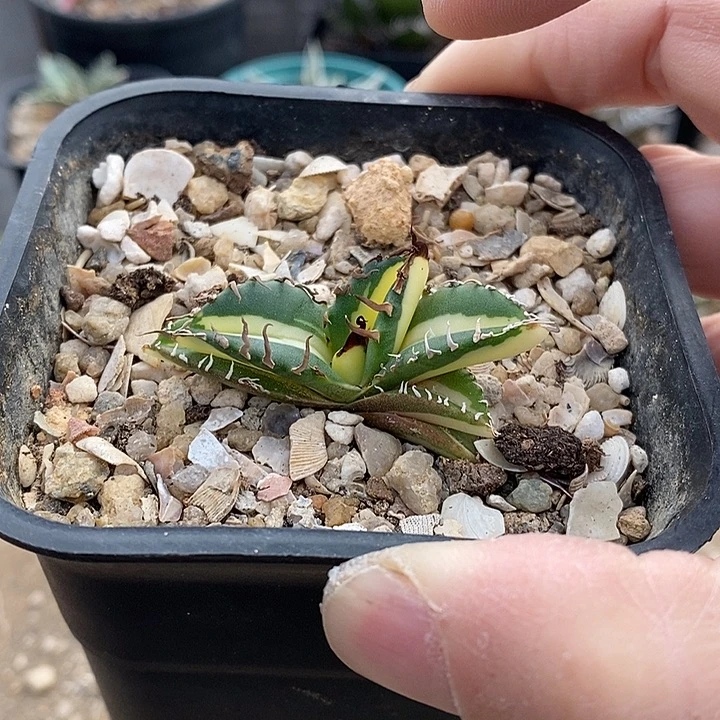 魔丸黄中斑。    一个