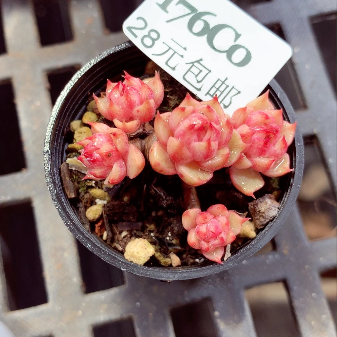 5厘米盆精控多肉176