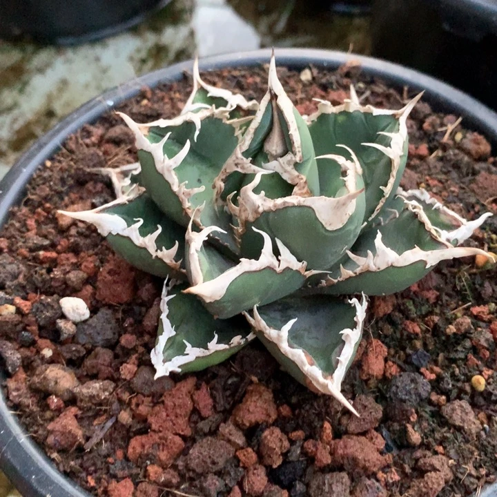 龙舌兰仁王冠狼人