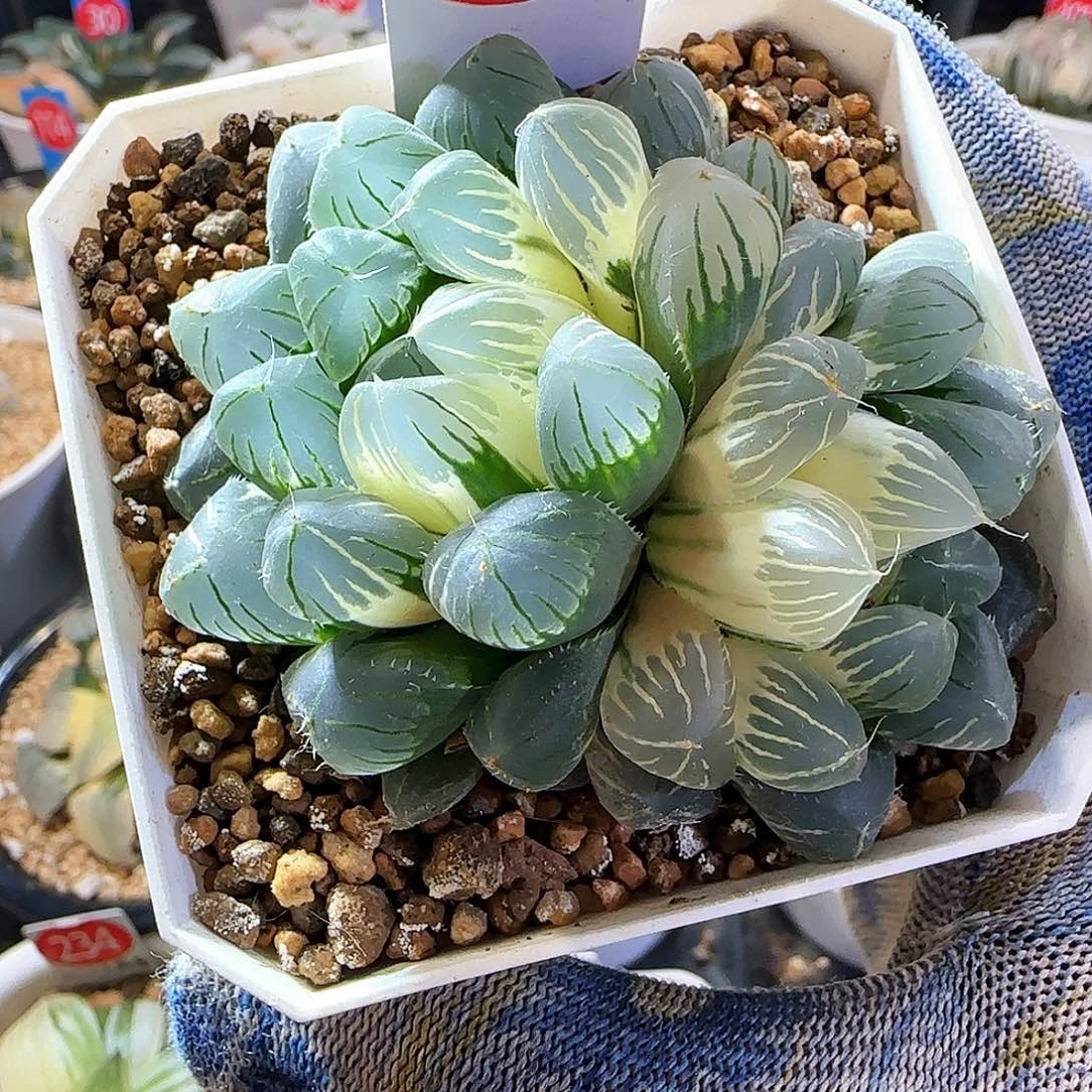 160花翼雨露锦 双头 6 厘米左右一物一拍带盆