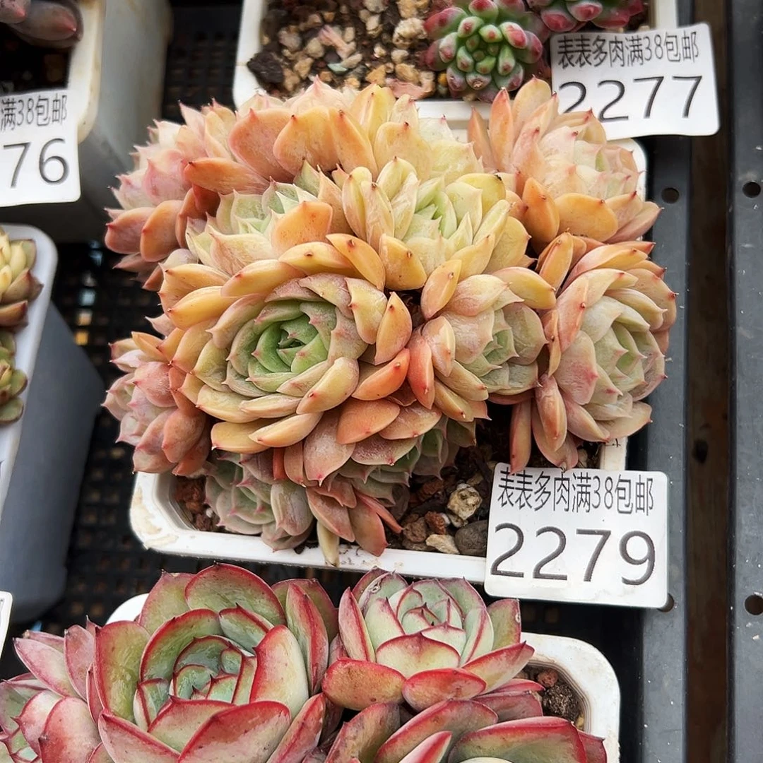 手棒花葡葡多肉一物一拍2279