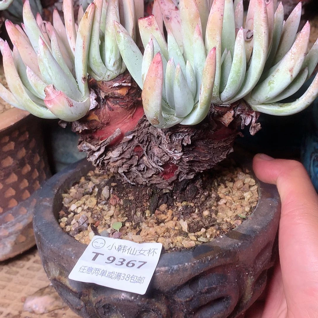 9367奥罗拉仙女杯多肉