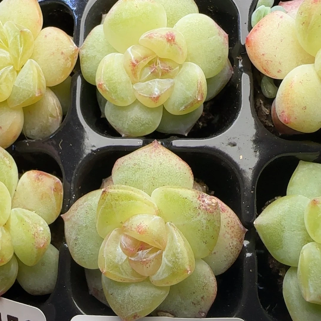 【满29包邮非偏远】481两颗