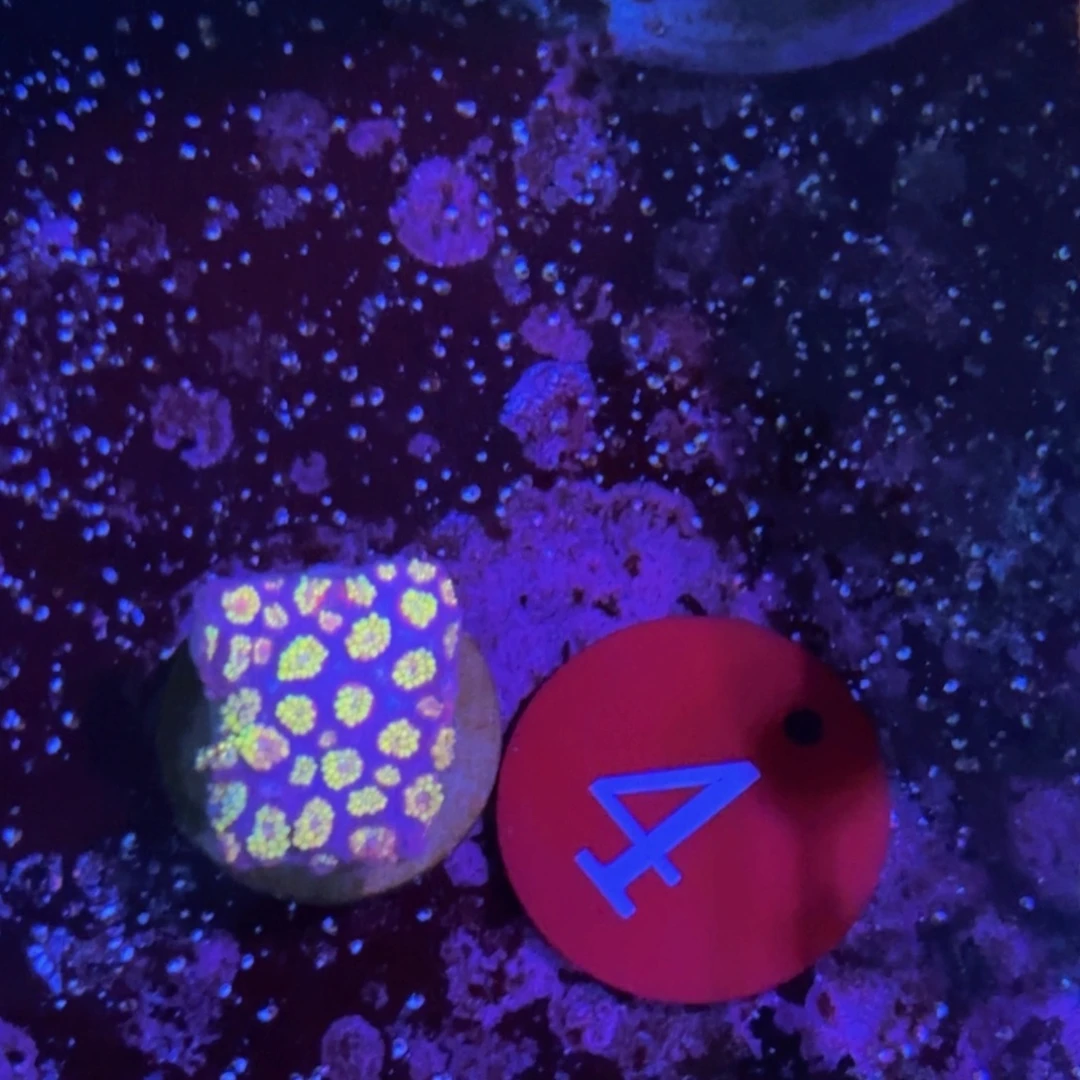 万鱼来朝海水观赏