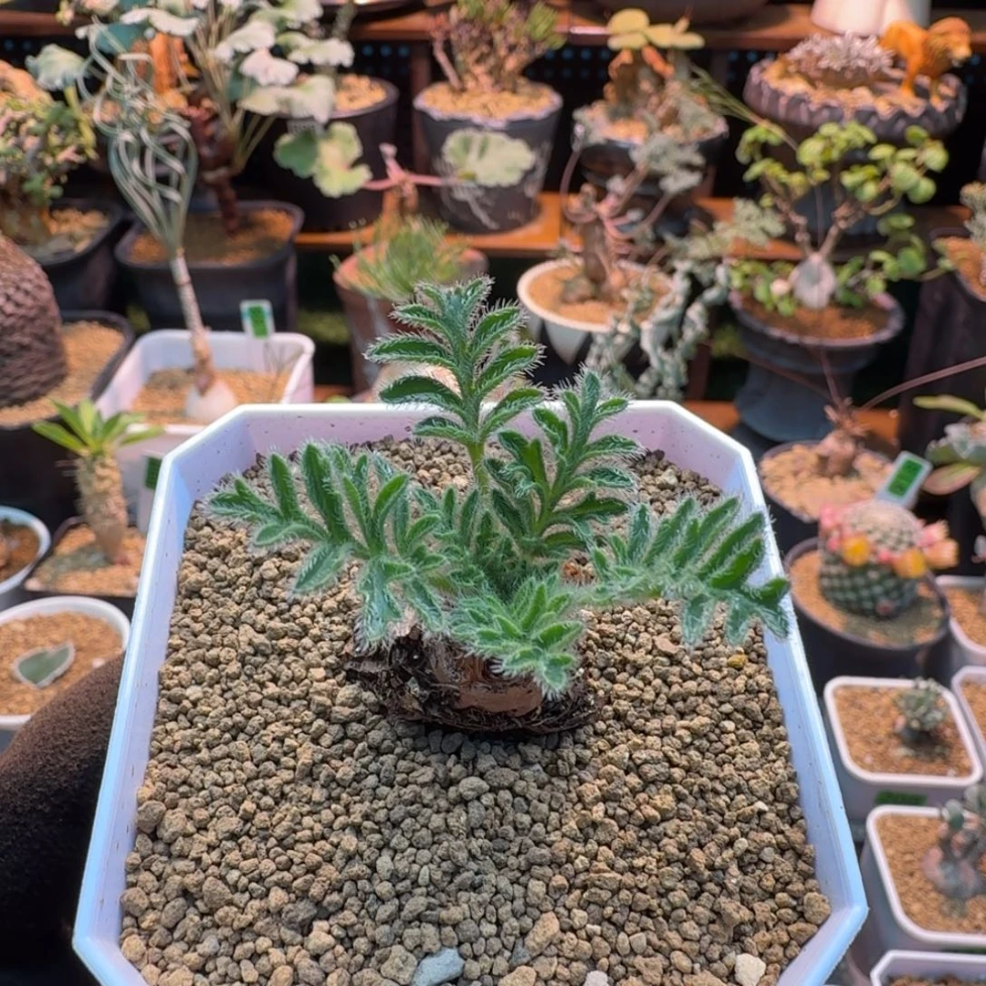 黑花洋葵741 仙人球