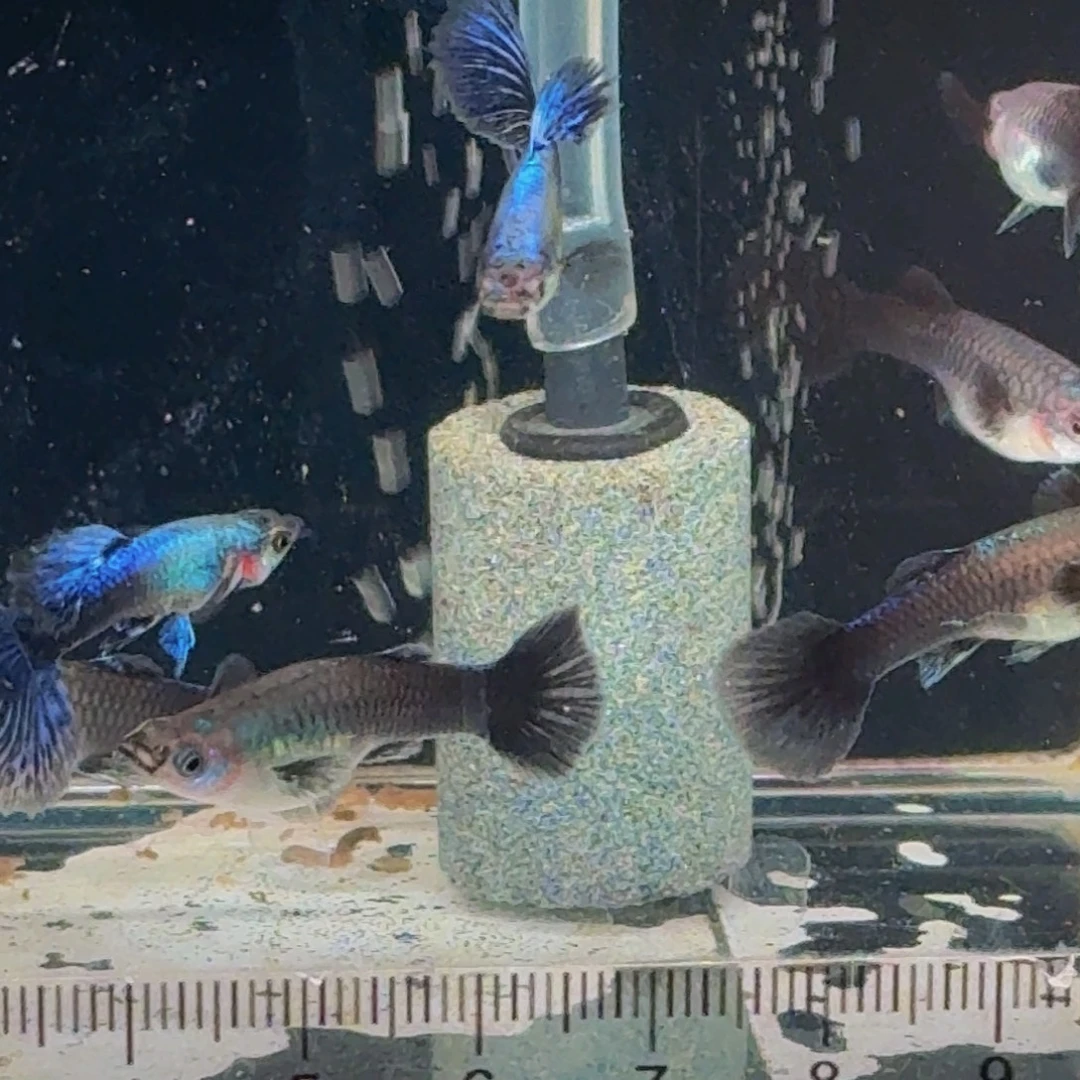 孔雀鱼紫罗兰1对，新疆西藏青海海南港澳不发货