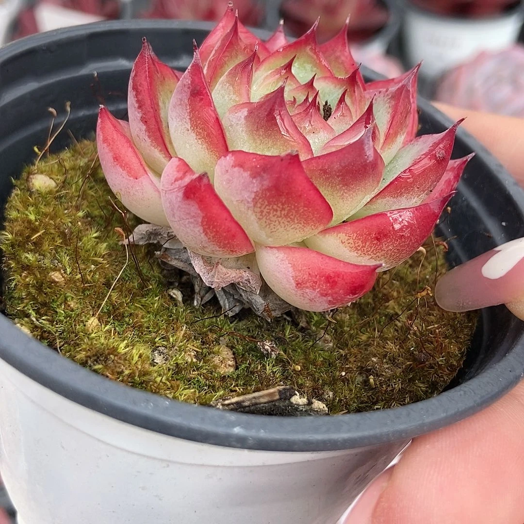 金泰家多肉，粉水晶155